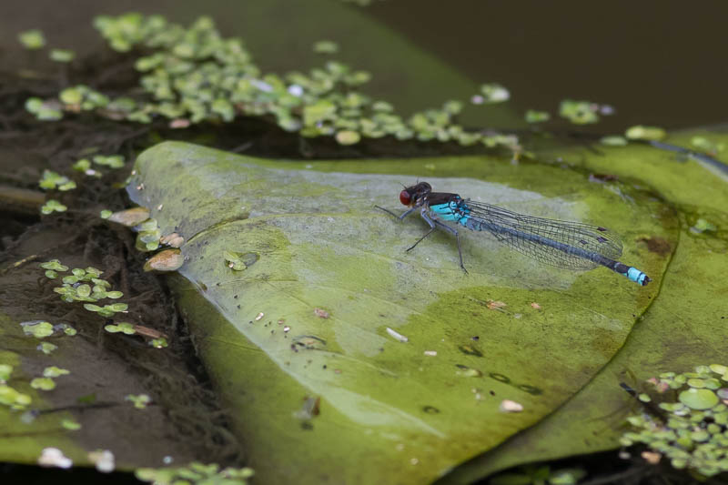 Red-eyed Damselfly